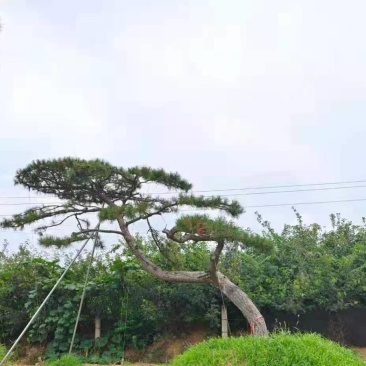 20公分造型黑松油松迎客松泰山松保证成活率