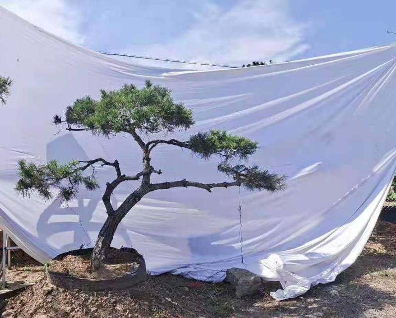 20公分造型黑松油松迎客松泰山松保证成活率