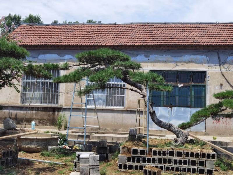 20公分造型黑松油松迎客松泰山松保证成活率