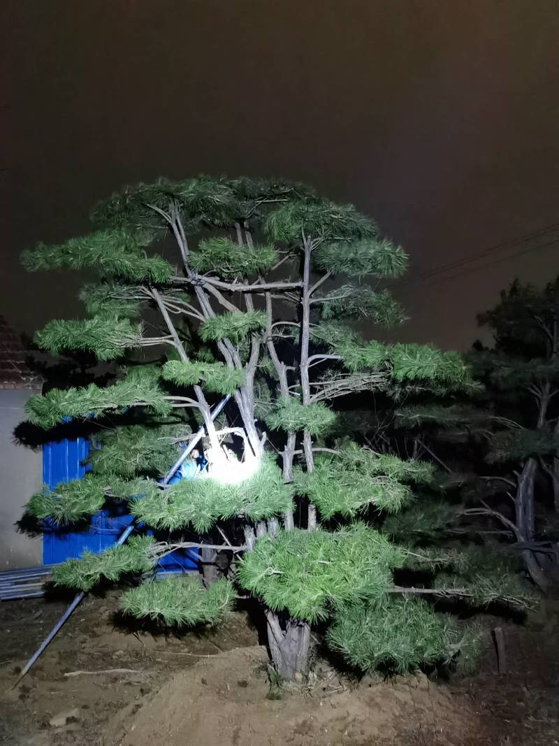 20公分造型黑松油松迎客松泰山松保证成活率