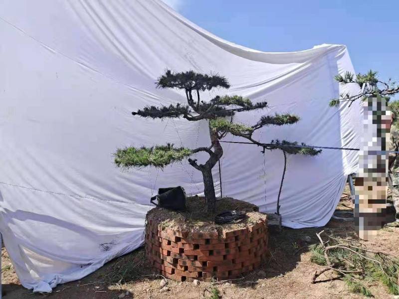 20公分造型黑松油松迎客松泰山松保证成活率