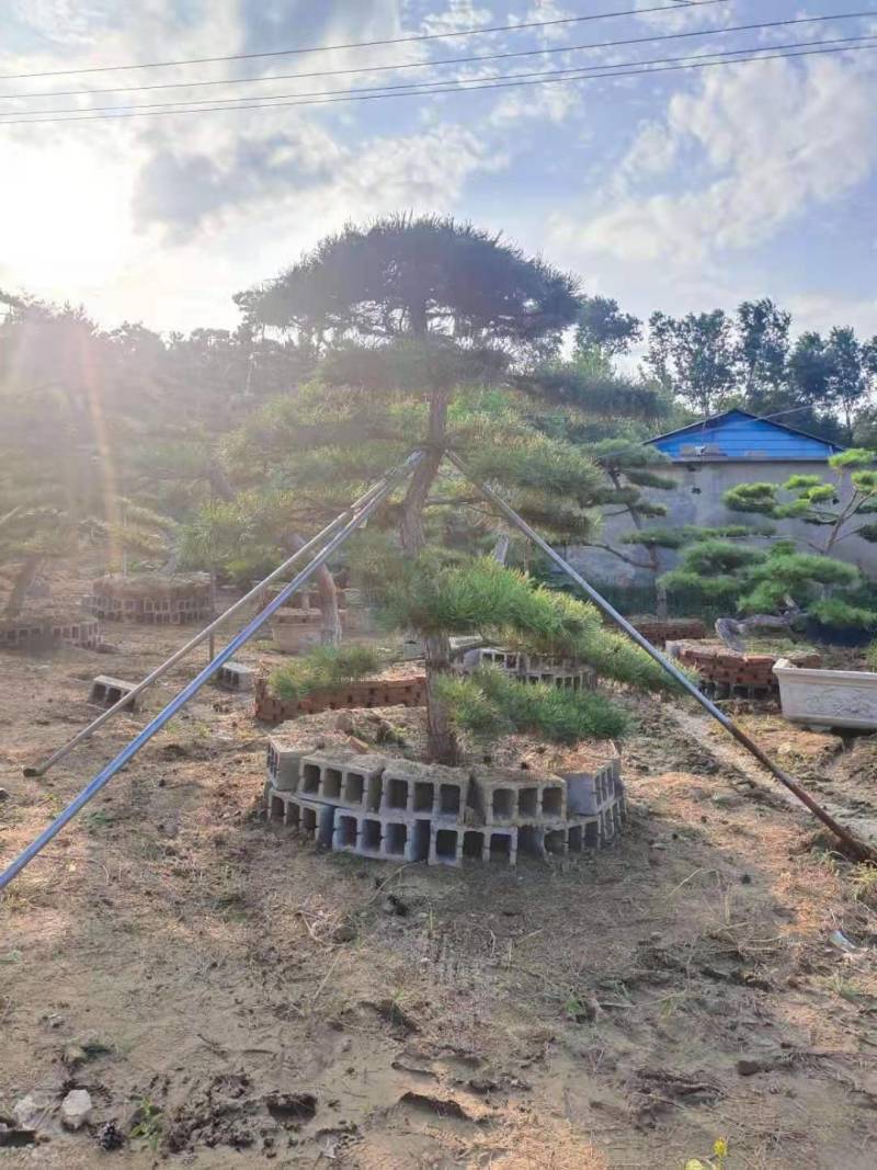 20公分造型黑松油松迎客松泰山松保证成活率