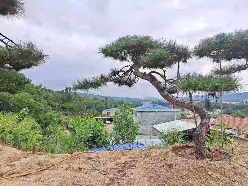 20公分造型黑松油松迎客松泰山松保证成活率