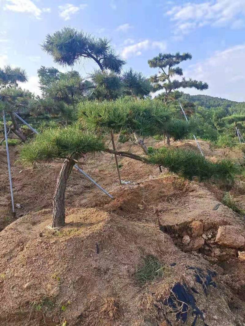 20公分造型黑松油松迎客松泰山松保证成活率
