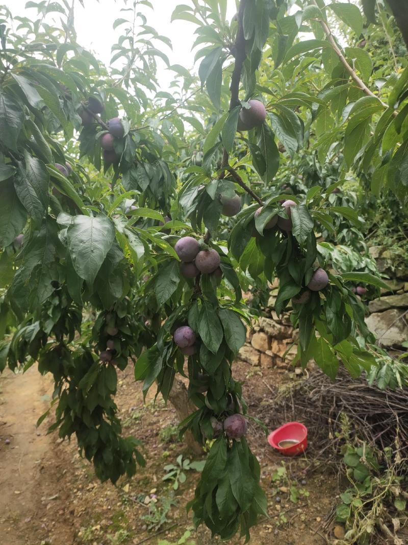 翠红李半边红大