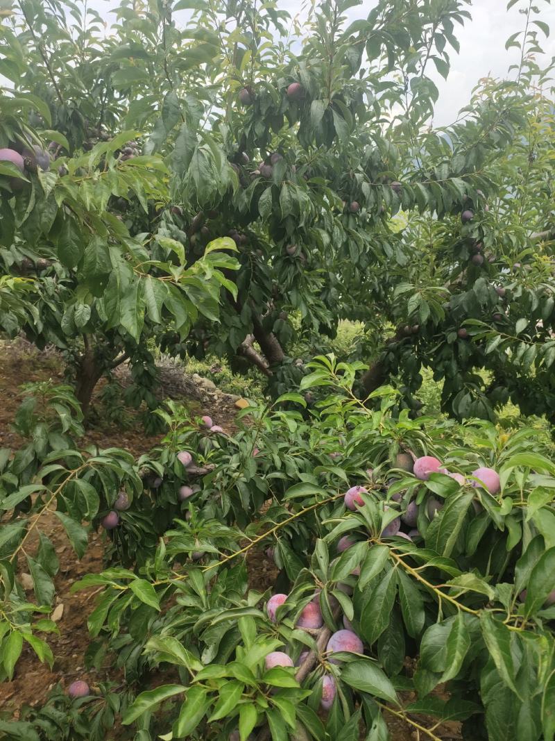 翠红李半边红大