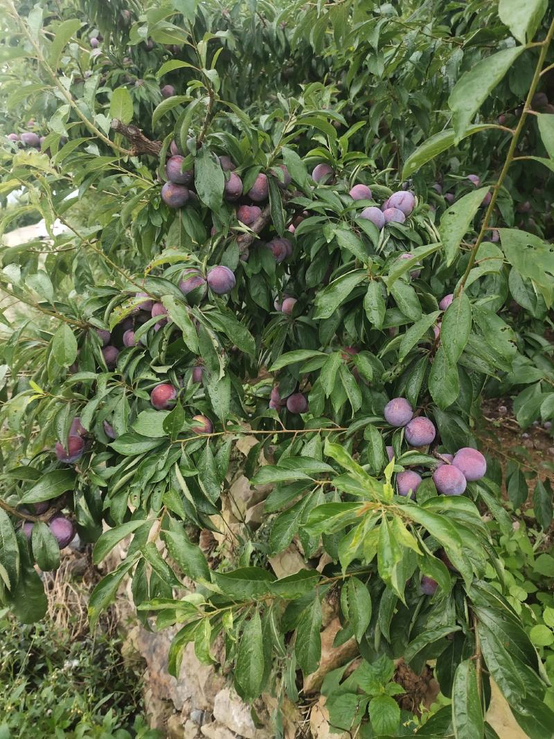 翠红李半边红大