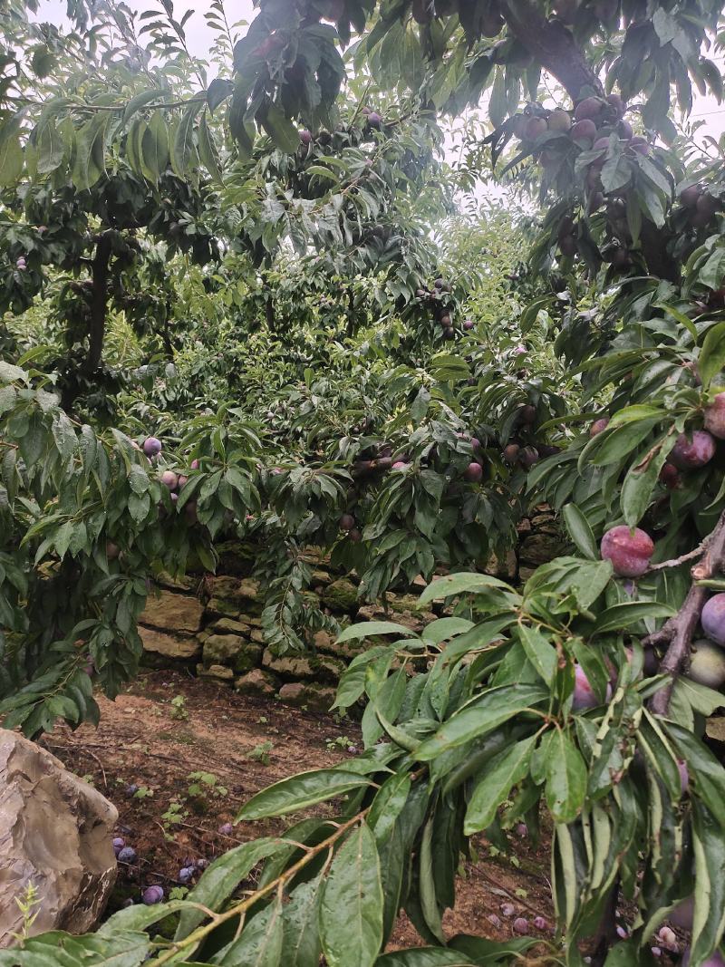 翠红李半边红大