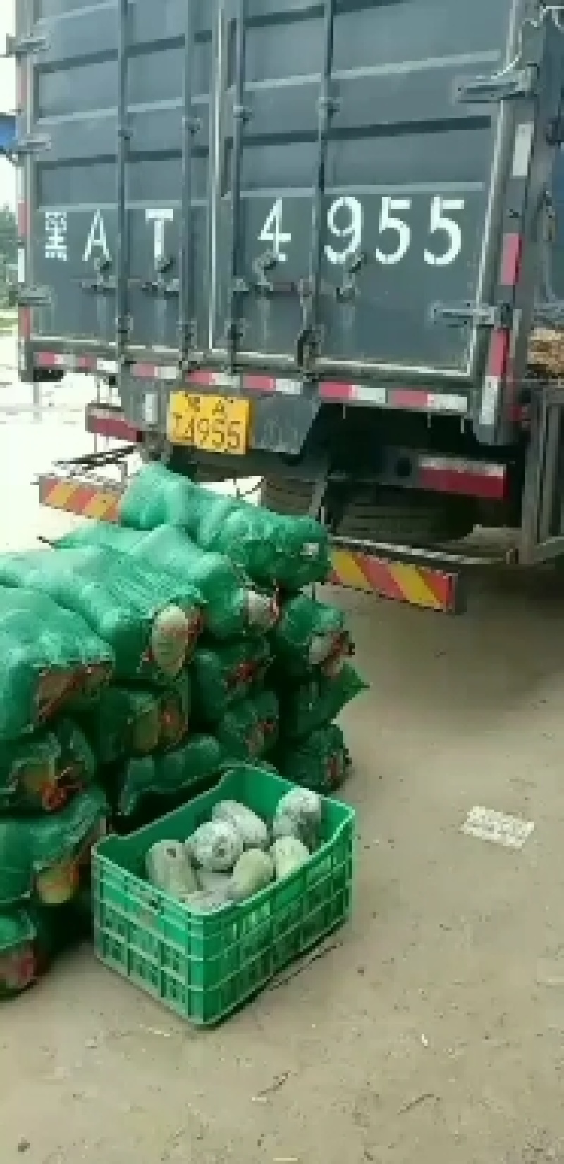 河北衡水宝华疏菜市场，万亩冬瓜正在大量上市中