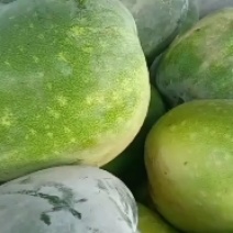 河北衡水宝华疏菜市场，万亩冬瓜正在大量上市中