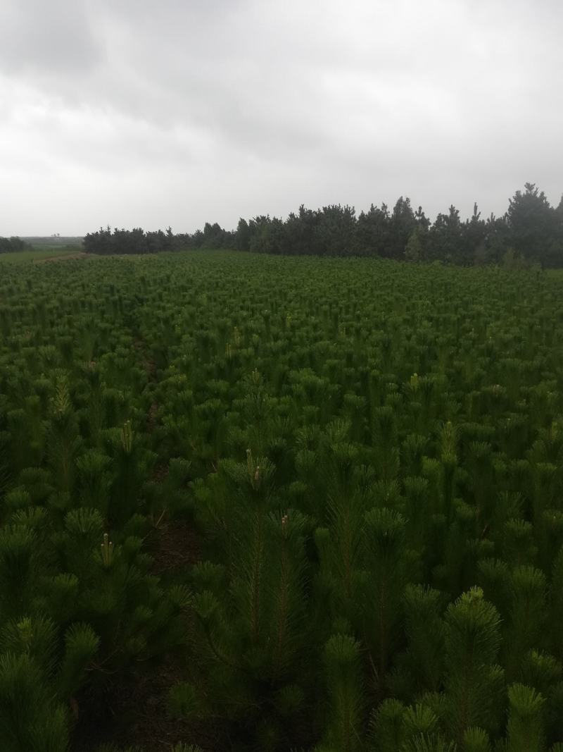 黑松