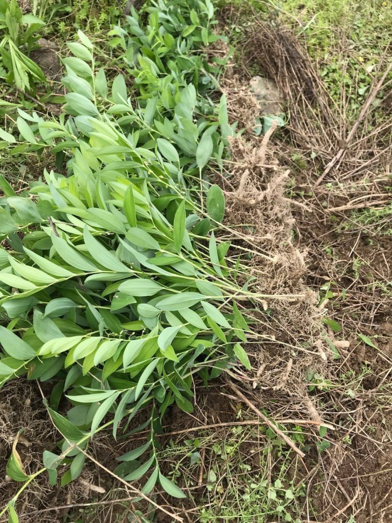贵州高山纯野生中药材