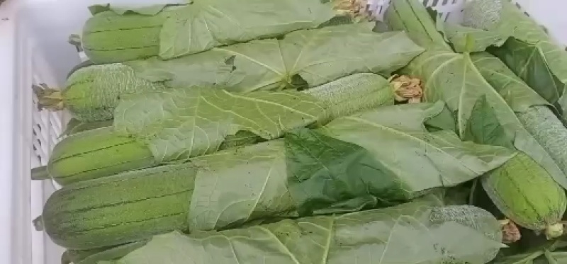 丝瓜