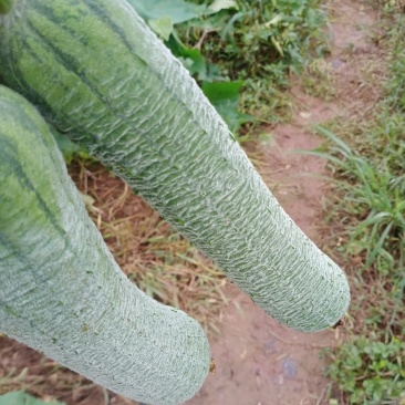 丝瓜