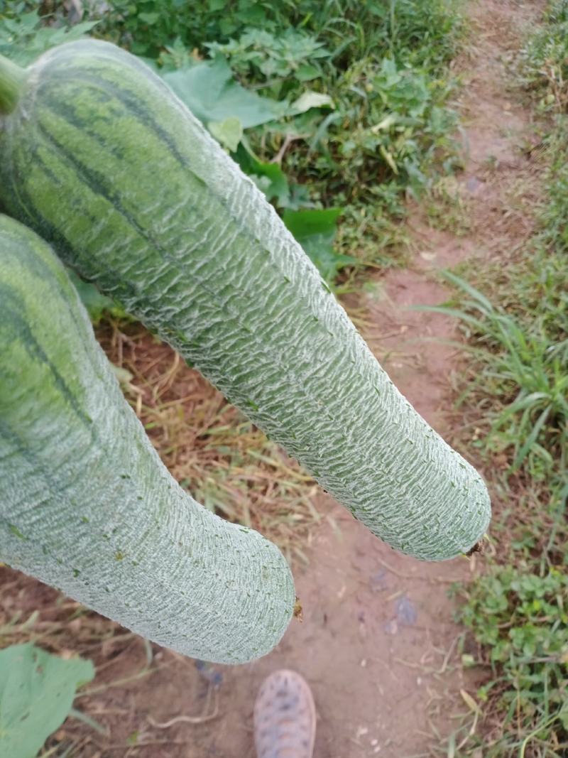 丝瓜