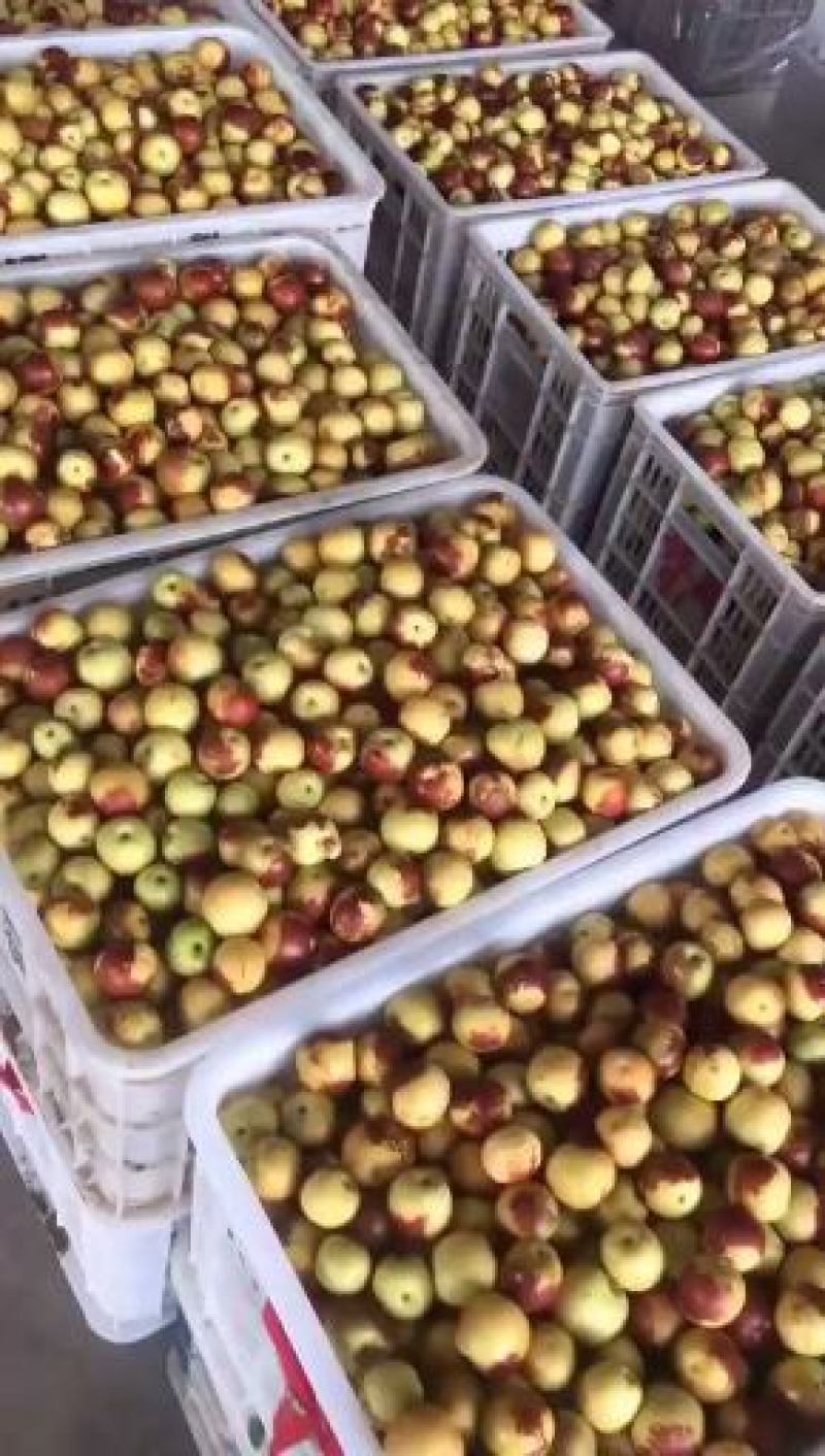 【基地直供】新鲜冬枣现货现发山东滨州脆甜冬枣