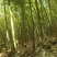 贵州高山方竹笋