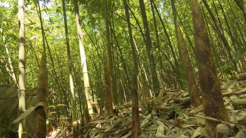 贵州高山方竹笋