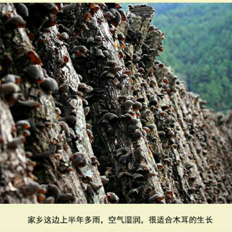 包邮东北木耳长白山黑木耳精选散装干货特级食用木耳