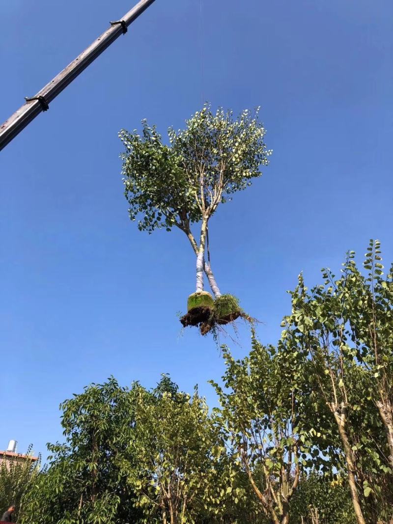 低价供应现货自家8-12分宫粉紫荆袋苗，量大价优！