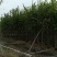 低价供应现货自家8-12分宫粉紫荆袋苗，量大价优！