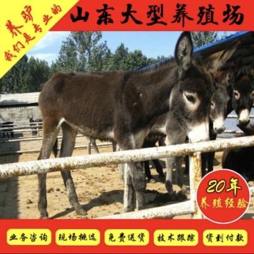 肉驴驹驴苗德州驴厂家直销免费送货防疫手续齐全