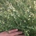 2021新产远志种子远志籽种植简单效益高管理省事