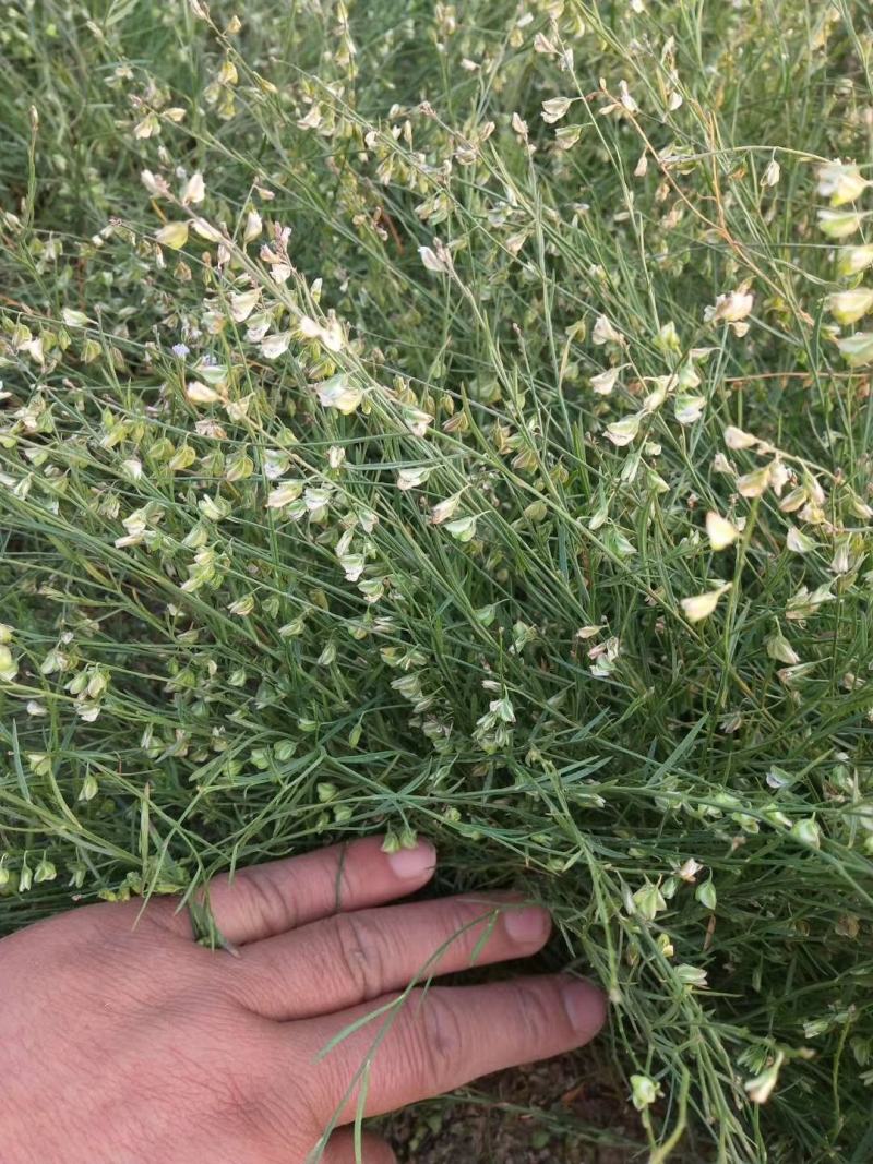 2021新产远志种子远志籽种植简单效益高管理省事