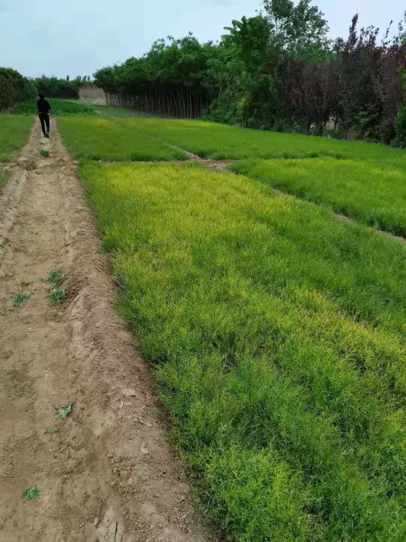 2021新产远志种子远志籽种植简单效益高管理省事