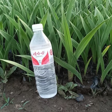 唐菖蒲不同高度苗圃直发，欢迎联系咨询