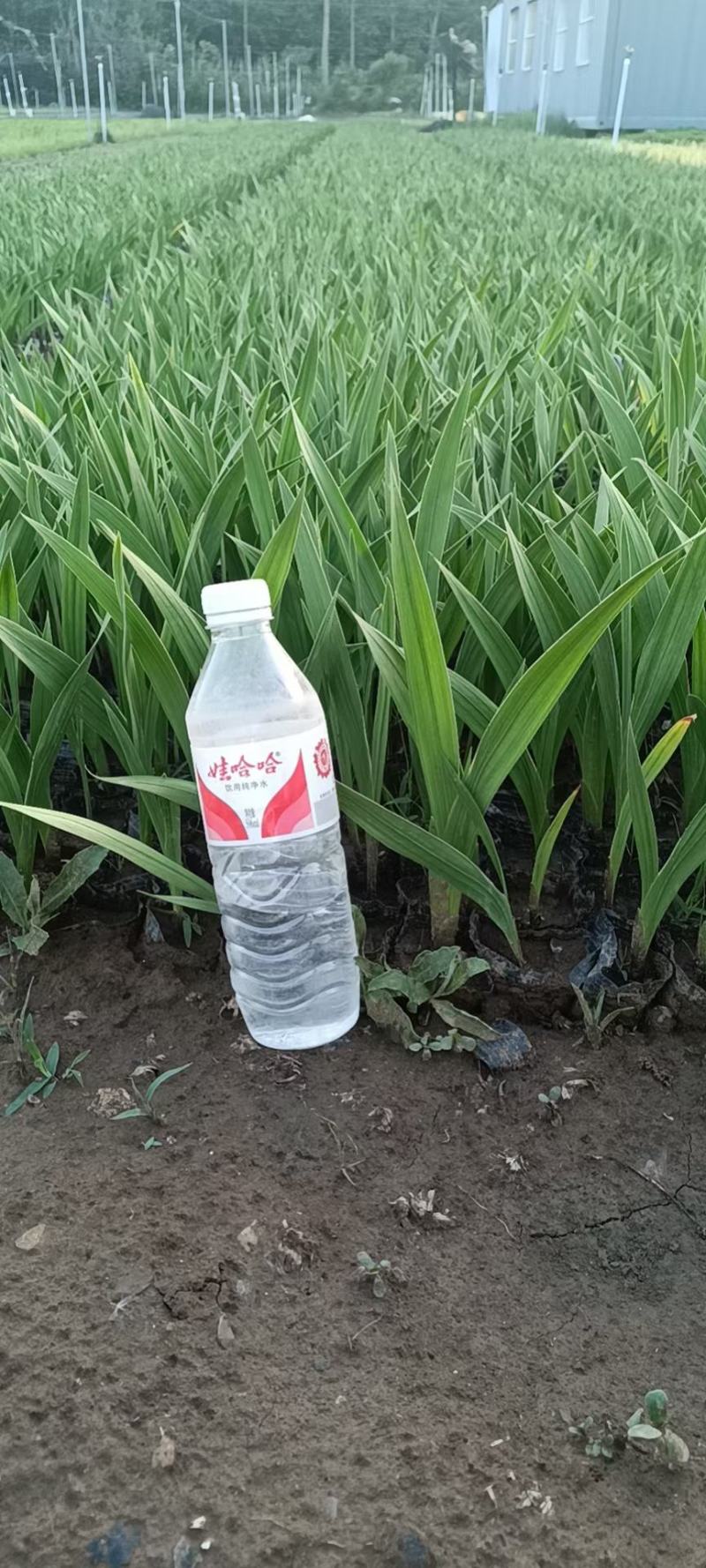 唐菖蒲不同高度苗圃直发，欢迎联系咨询