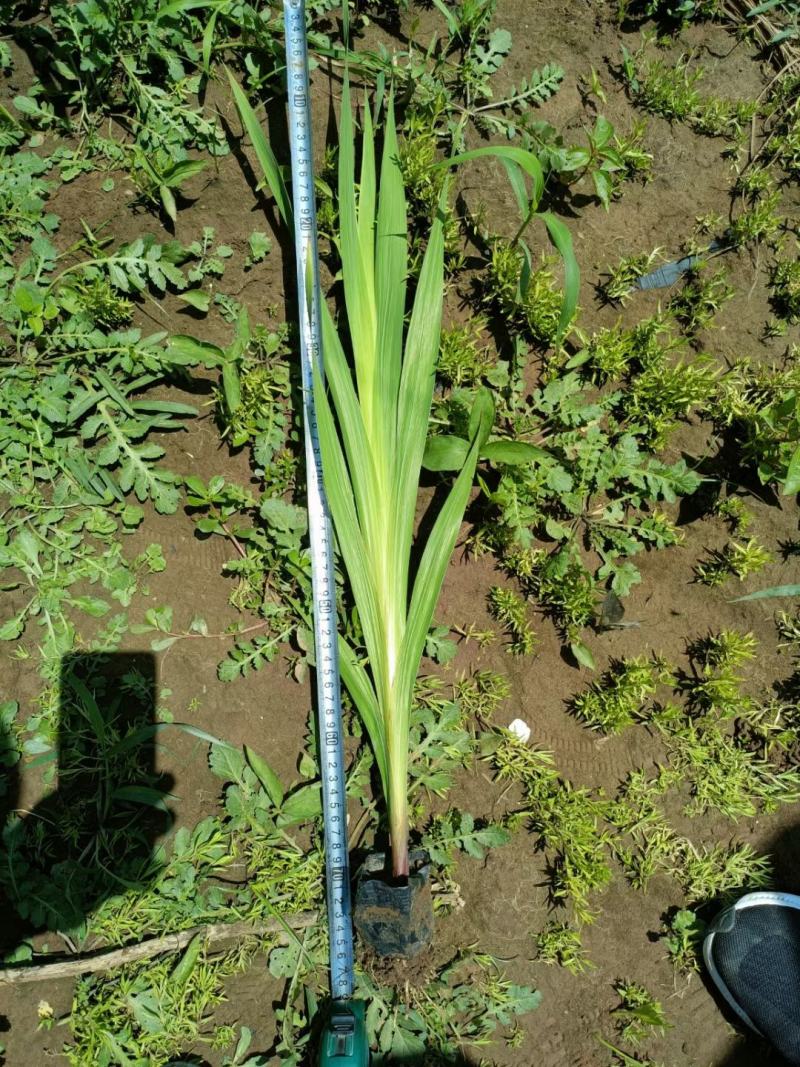 唐菖蒲不同高度苗圃直发，欢迎联系咨询