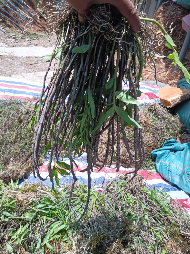 紫皮石斛可以吃可以观赏