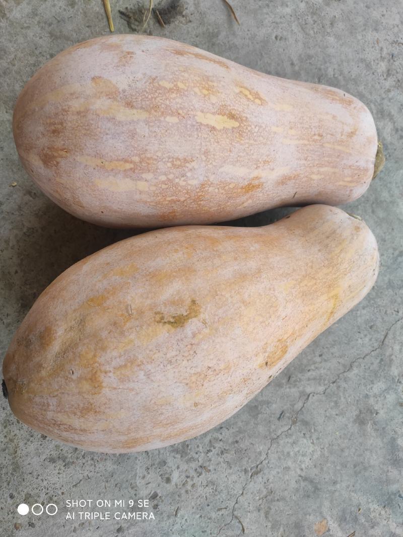蜜本南瓜，全黄山地南瓜