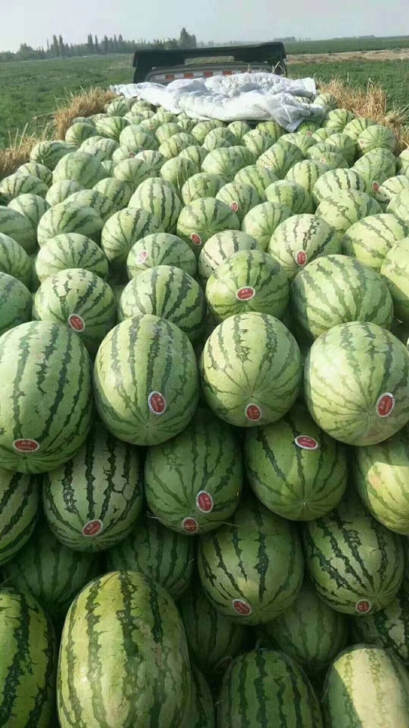 定边金花一号，精品西瓜产地直发，品相优质，量大从优