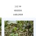 春山正容镭射银选用2021年勐库壹号基地春茶原料
