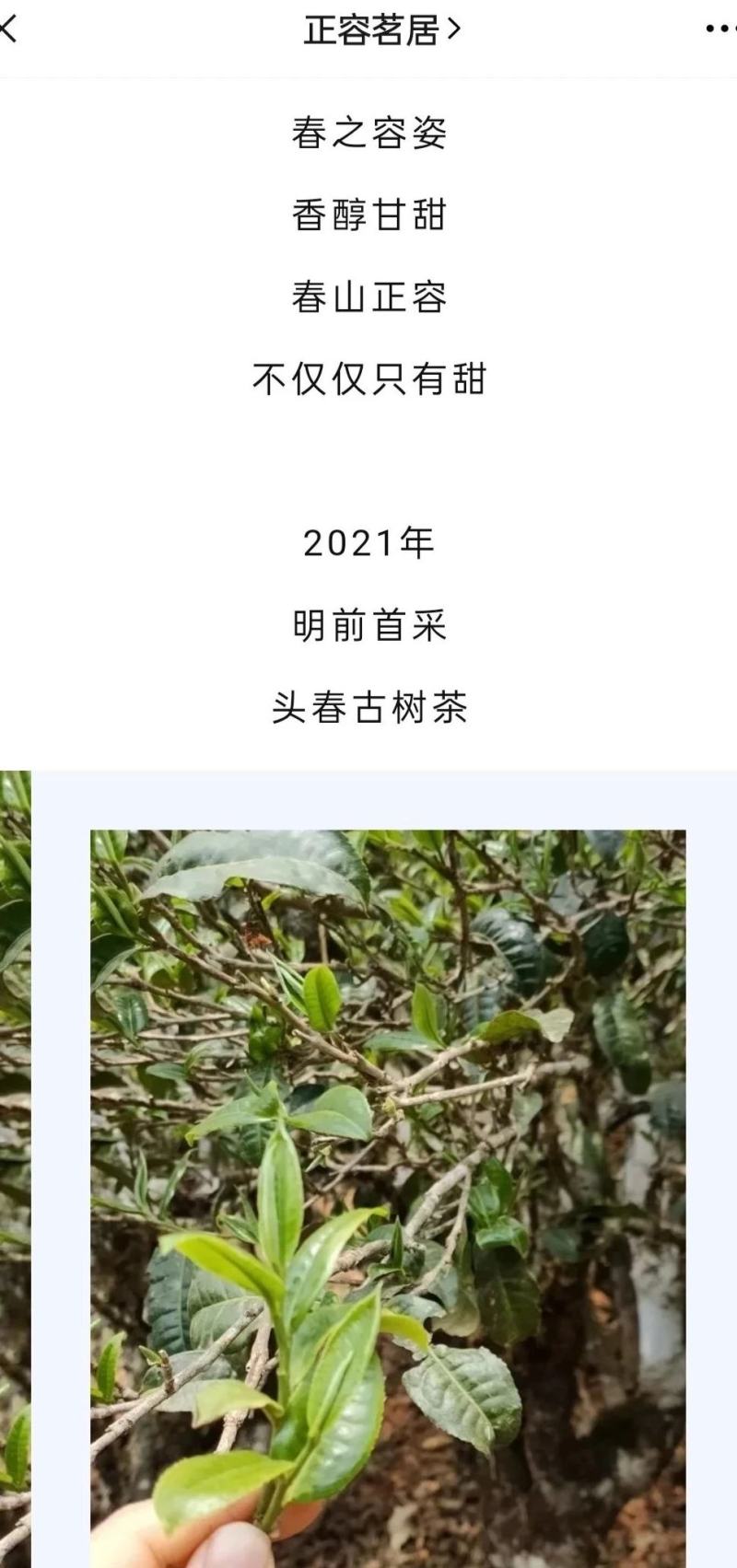 春山正容镭射银选用2021年勐库壹号基地春茶原料