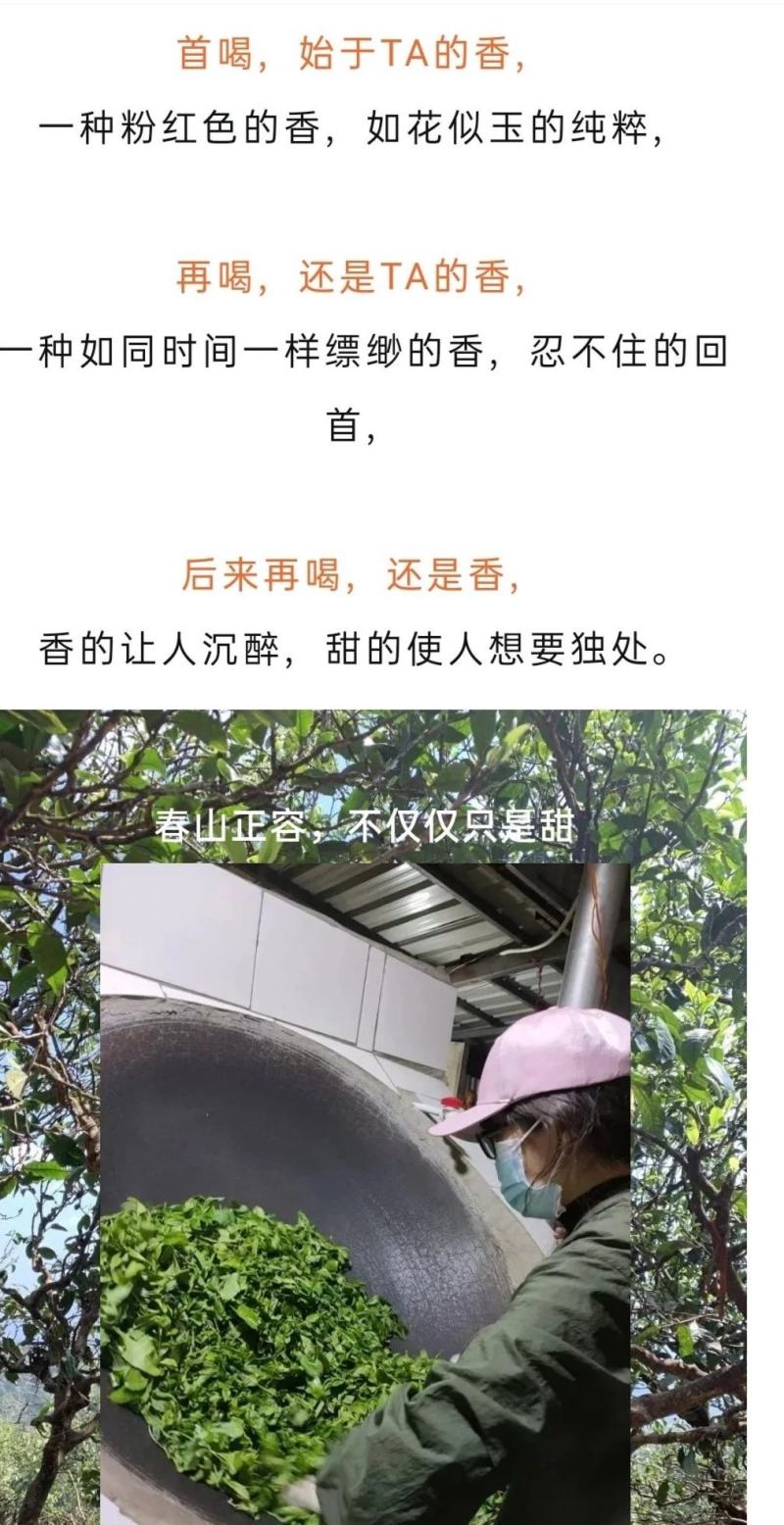 春山正容镭射银选用2021年勐库壹号基地春茶原料