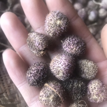 砂仁