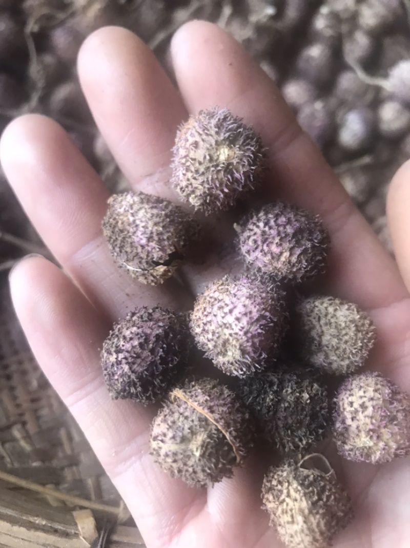 砂仁