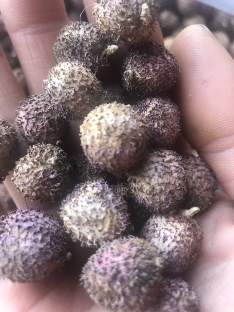 砂仁