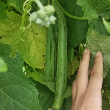 青丝瓜丝瓜肉丝瓜八角丝瓜食用丝瓜绿色无农残