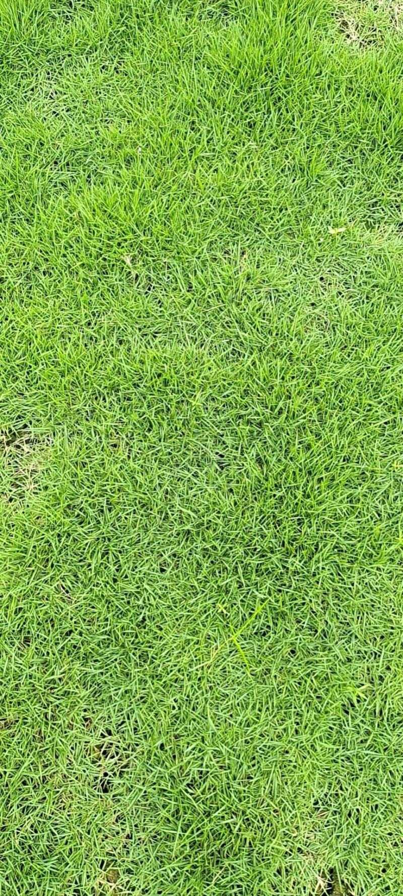 精品台湾草，500亩自产自销，