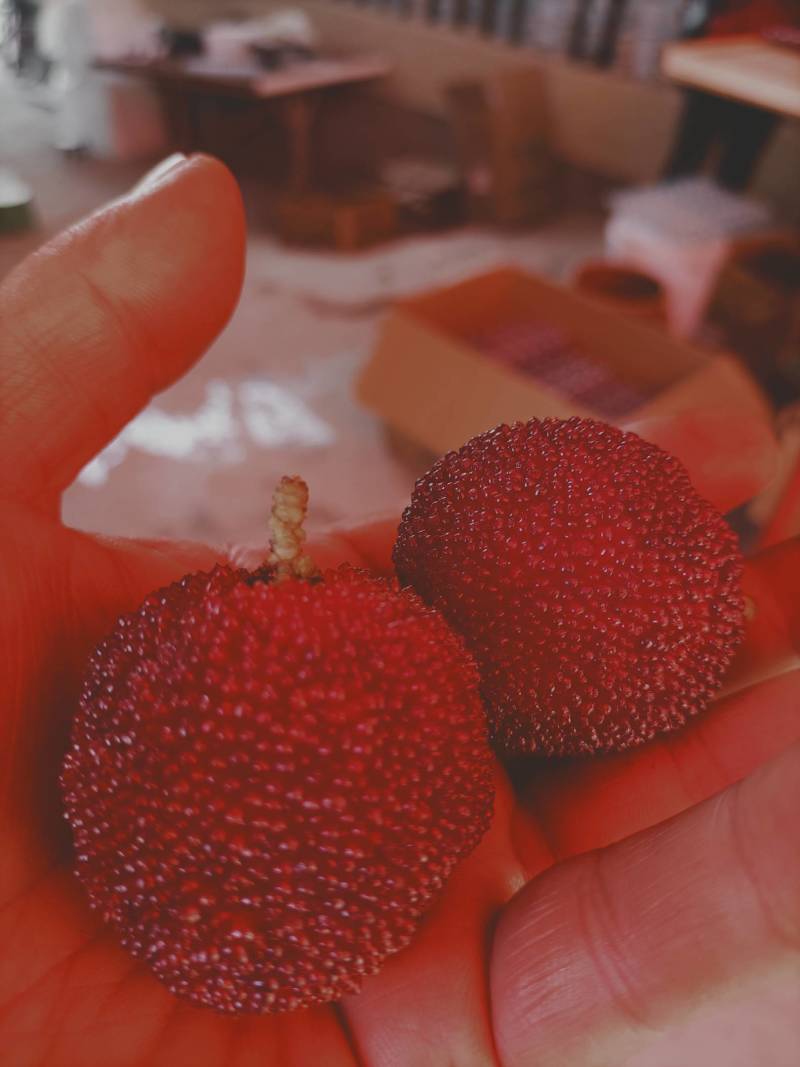 精品水果和优质苗木
