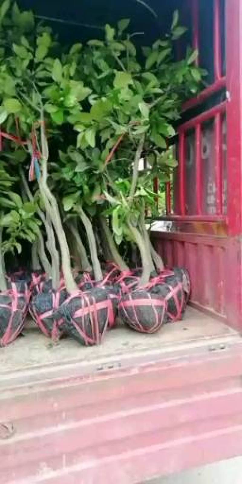 精品水果和优质苗木