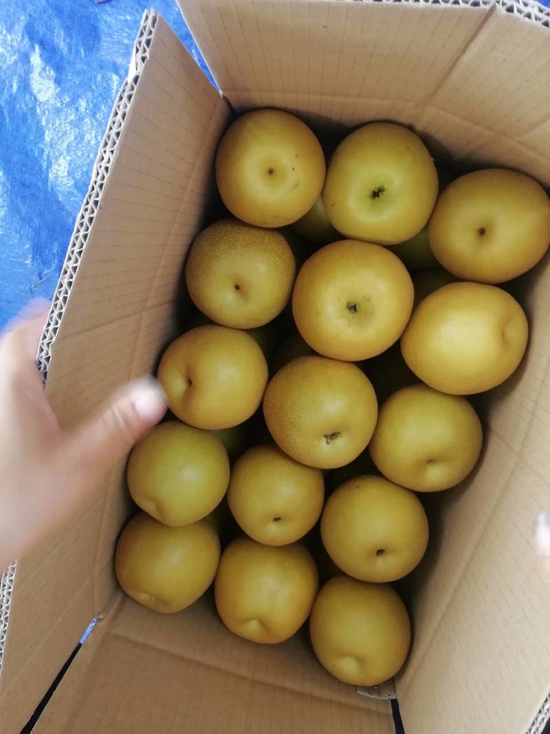 精品水果和优质苗木