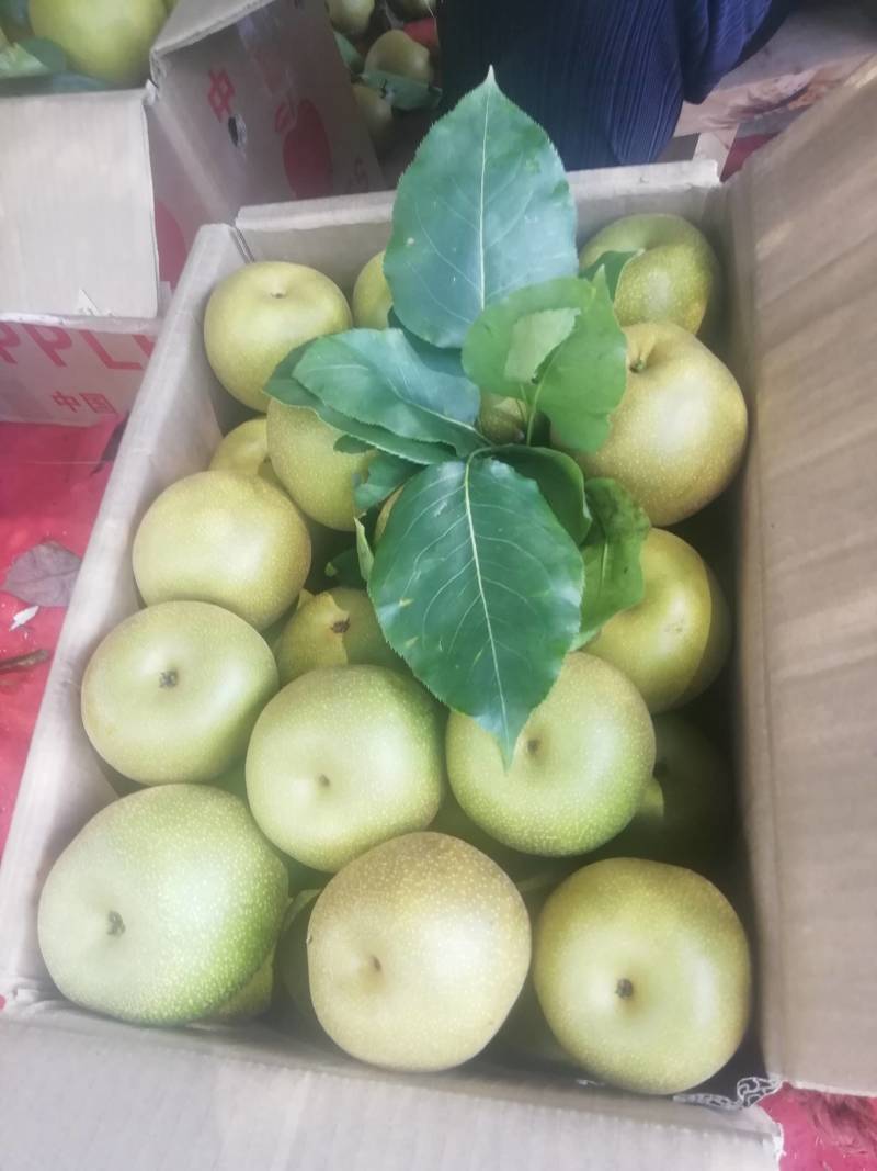 精品水果和优质苗木