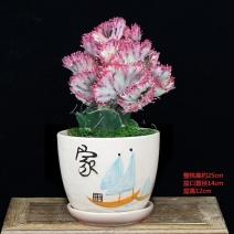 彩麒麟盆栽仙人掌花卉室内绿植吸甲醛防辐射耐旱好养植物稀有