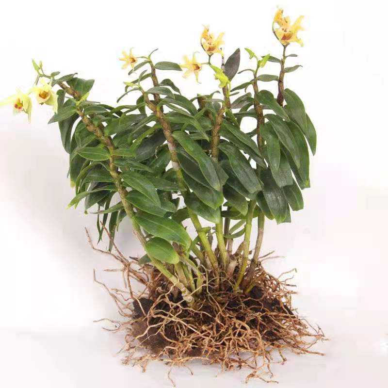 可食用铁皮石斛苗盆栽花卉绿植室内送种植材料吊兰三年苗5月