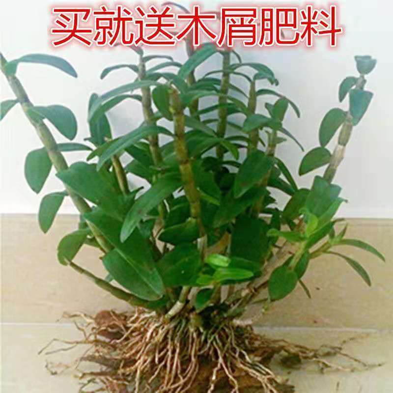 可食用铁皮石斛苗盆栽花卉绿植室内送种植材料吊兰三年苗5月